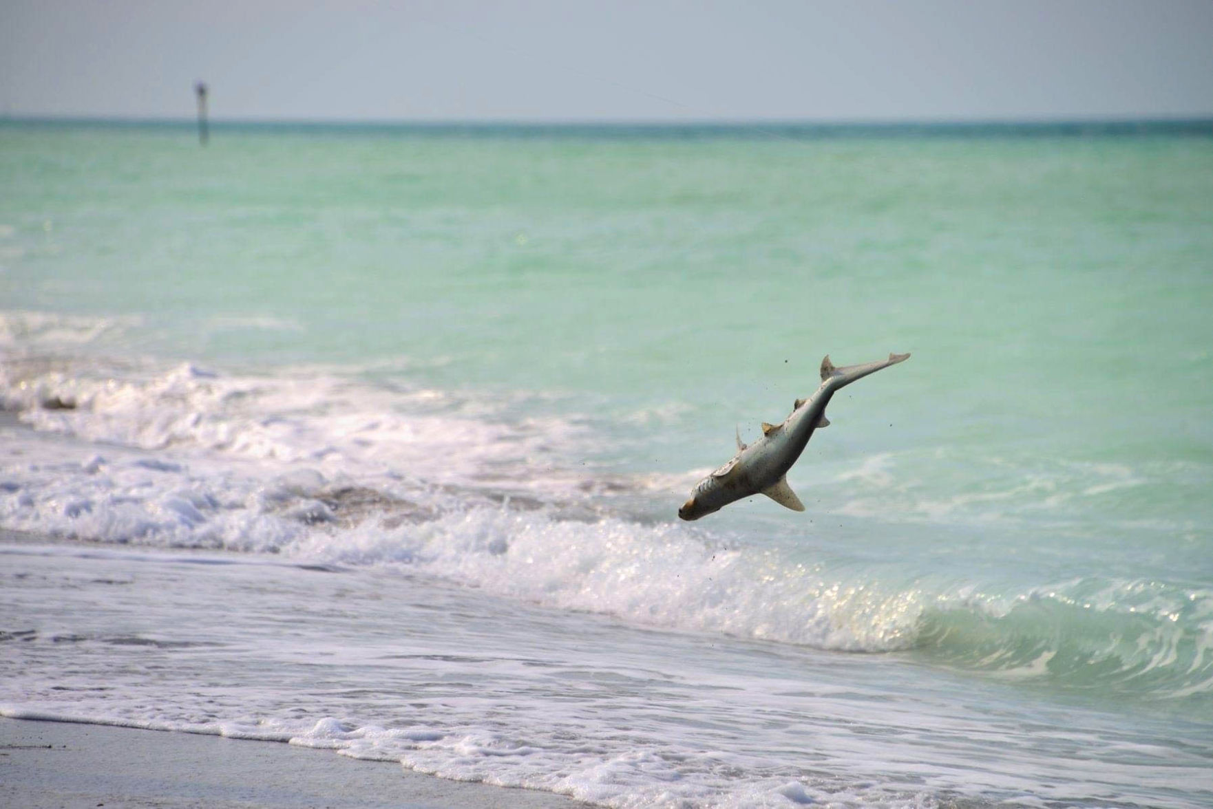 And So The Shark Returns